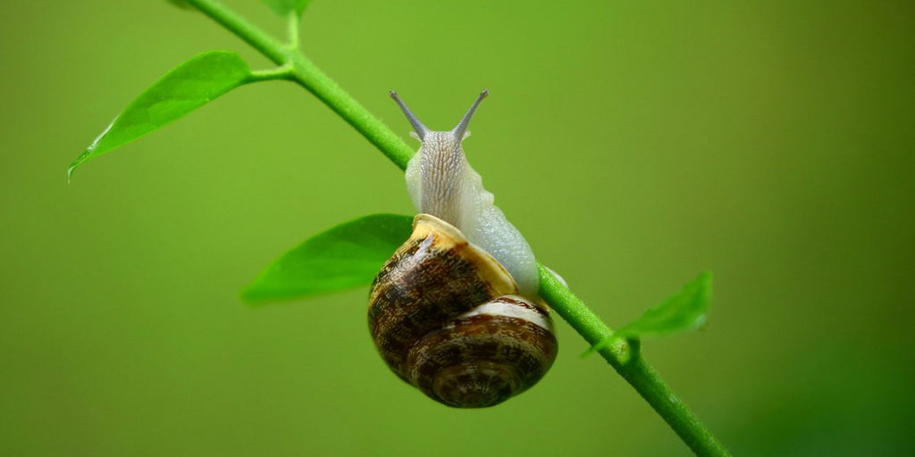 animal totem escargot