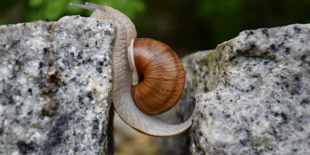 animal totem escargot 