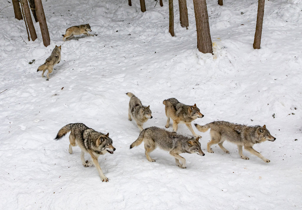 animal totem loup