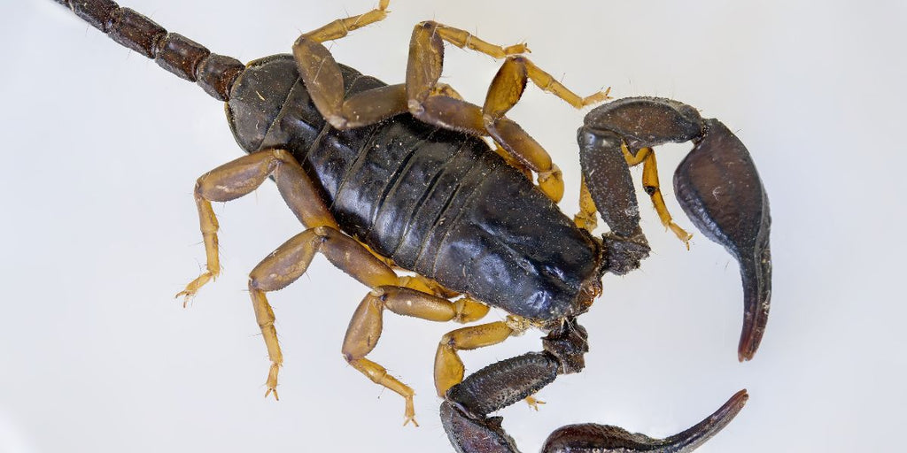 animal totem scorpion