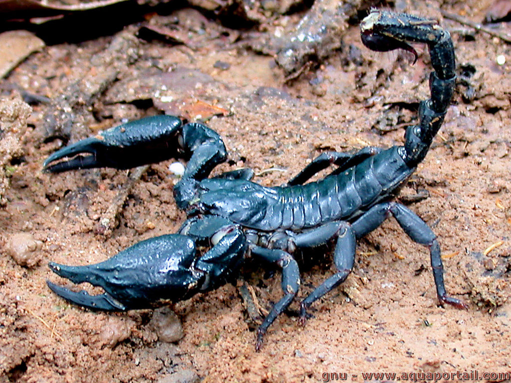 animal totem scorpion