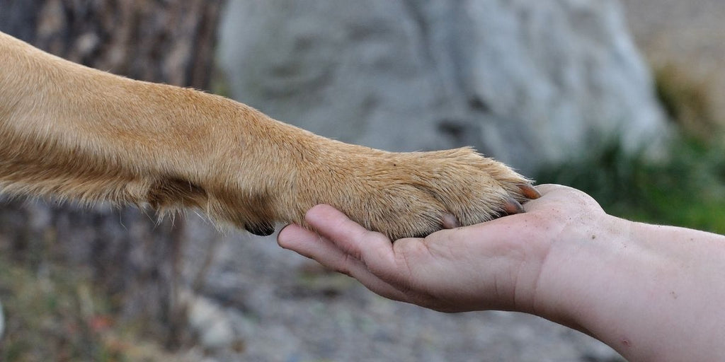 chien animal totem 