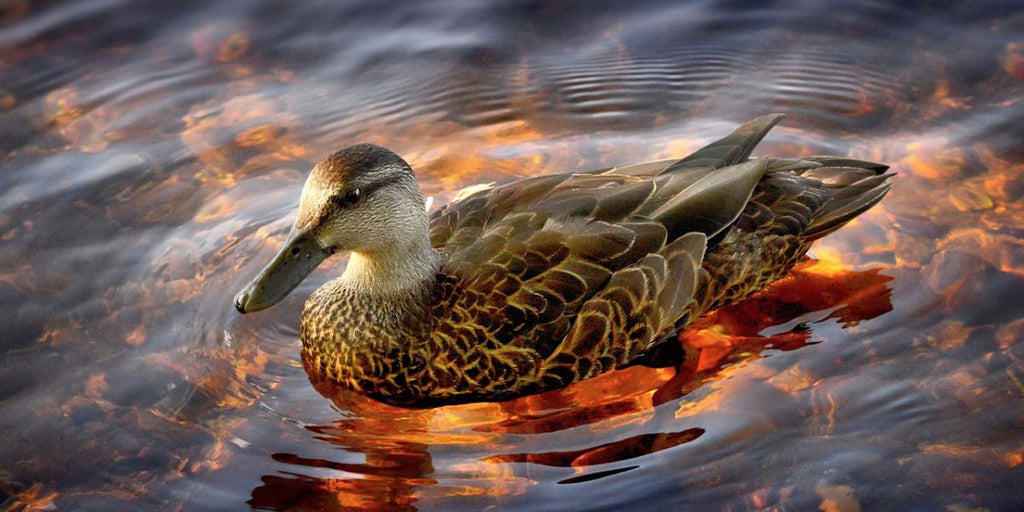 Plume de canard 