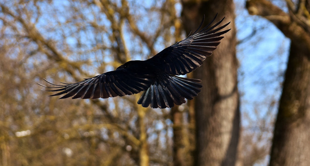 Deux plumes de corbeau