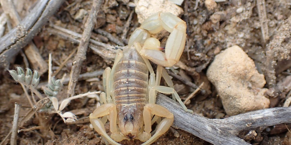 rêver d'un scorpion blanc