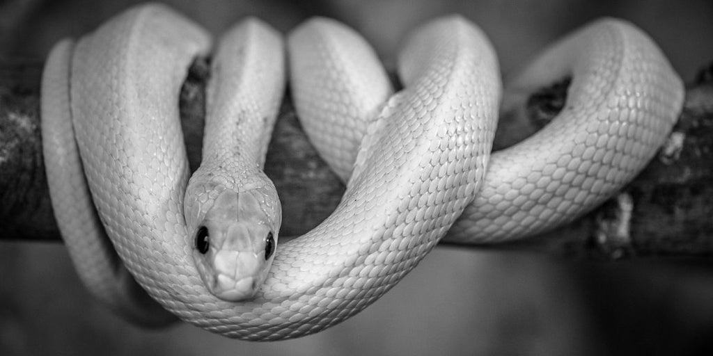 rever de serpent blanc