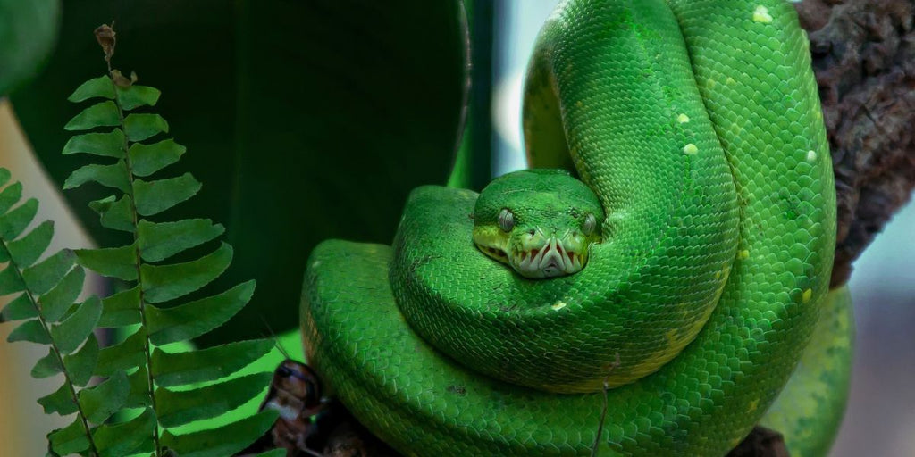 rever de serpent vert