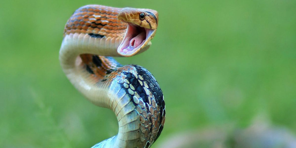 rever de serpent qui attaque