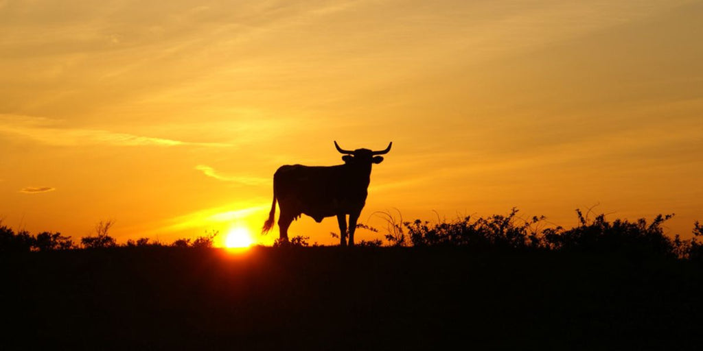 animal totem du taureau