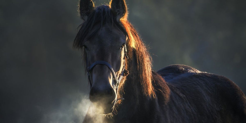 totem cheval