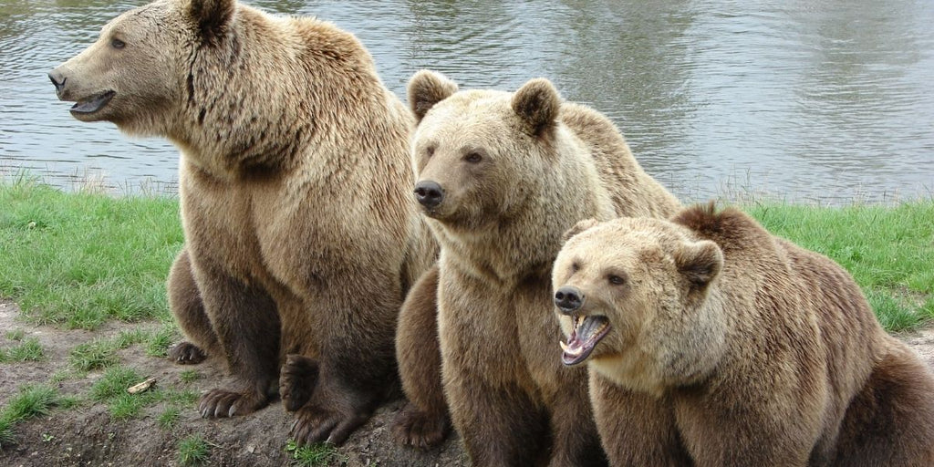 zodiaque amérindien l'ours brun