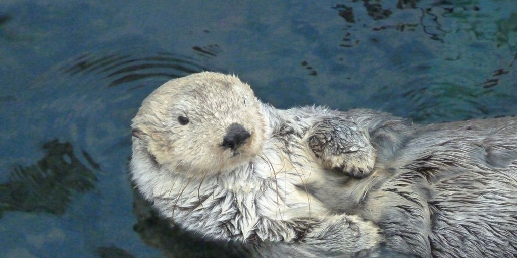 zodiaque amérindien la loutre