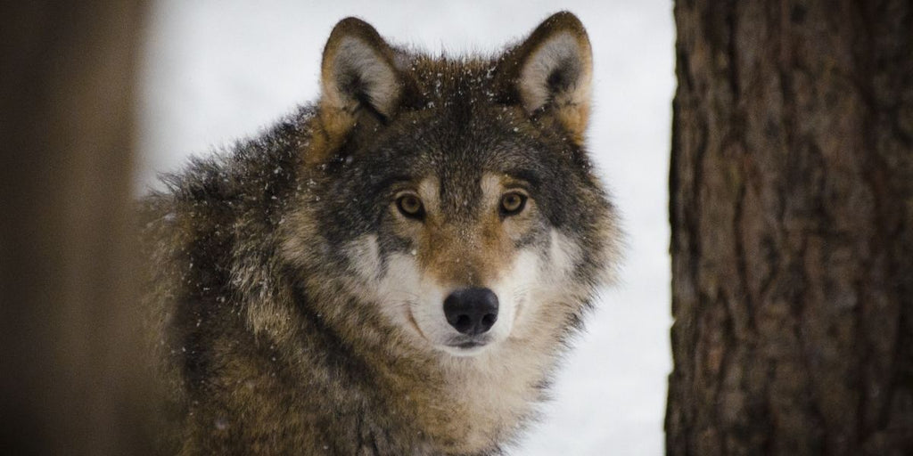 zodiaque amérindien le loup