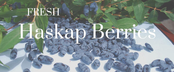 Fresh haskap berries