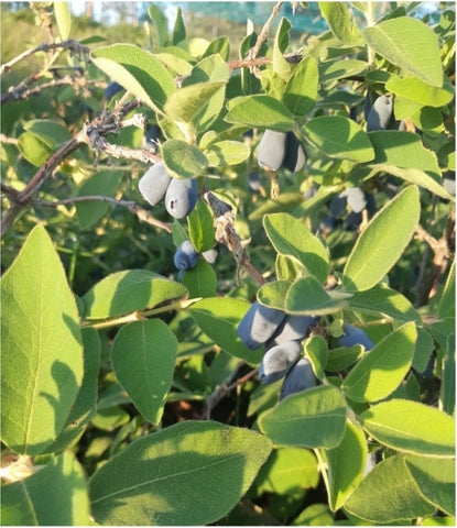 Haskap berries on the bush