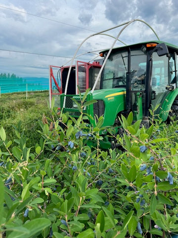 Haskap Farms 2023 harvest