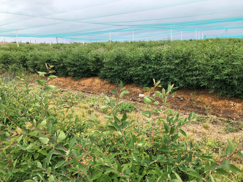 organic Haskap berry plants