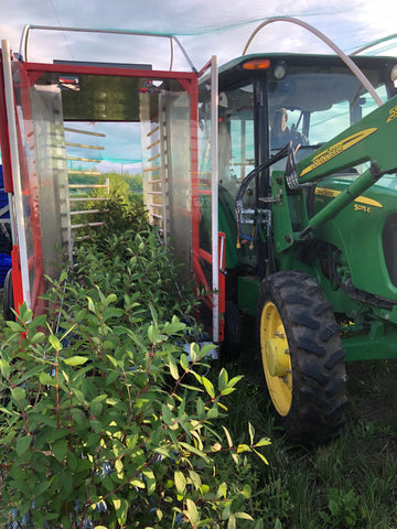 harvesting haskaps at haskap farms