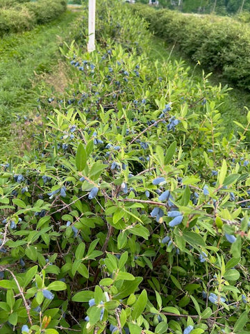 Organic haskap berries