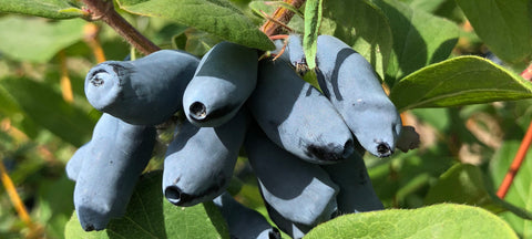 haskap berries on branch