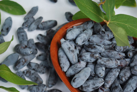 organic haskap berries in bowl