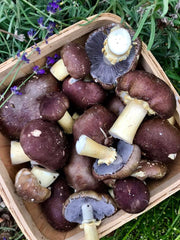 récolte strophaire champignon