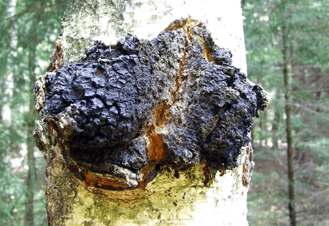 Birch Chaga