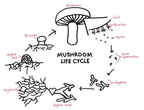 La vie cachée des champignons, le mycélium