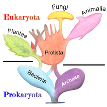 Règnes Vivant Fungi