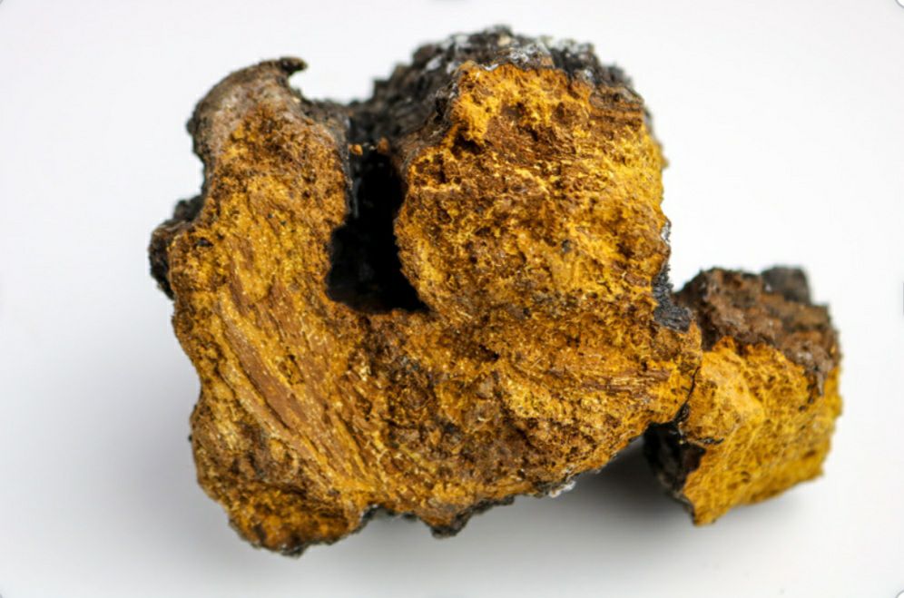 Chaga