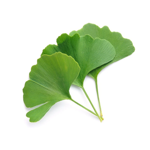 Ginkgo Biloba Leaf