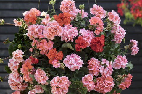 bouquet of geraniums