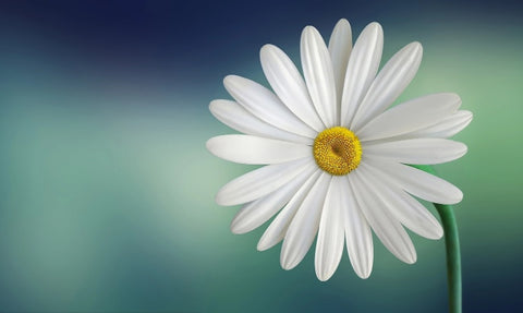 close up picture of a single daisy flower
