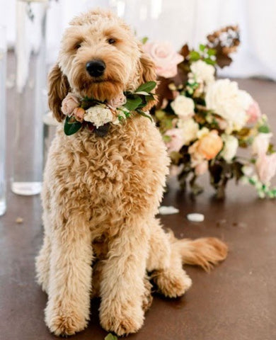 pet dog with flower collar and a flower bouquet in the background