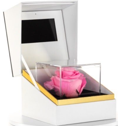 preserved pink rose encase in a glass box