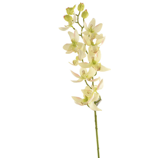Stock Flower Stem White