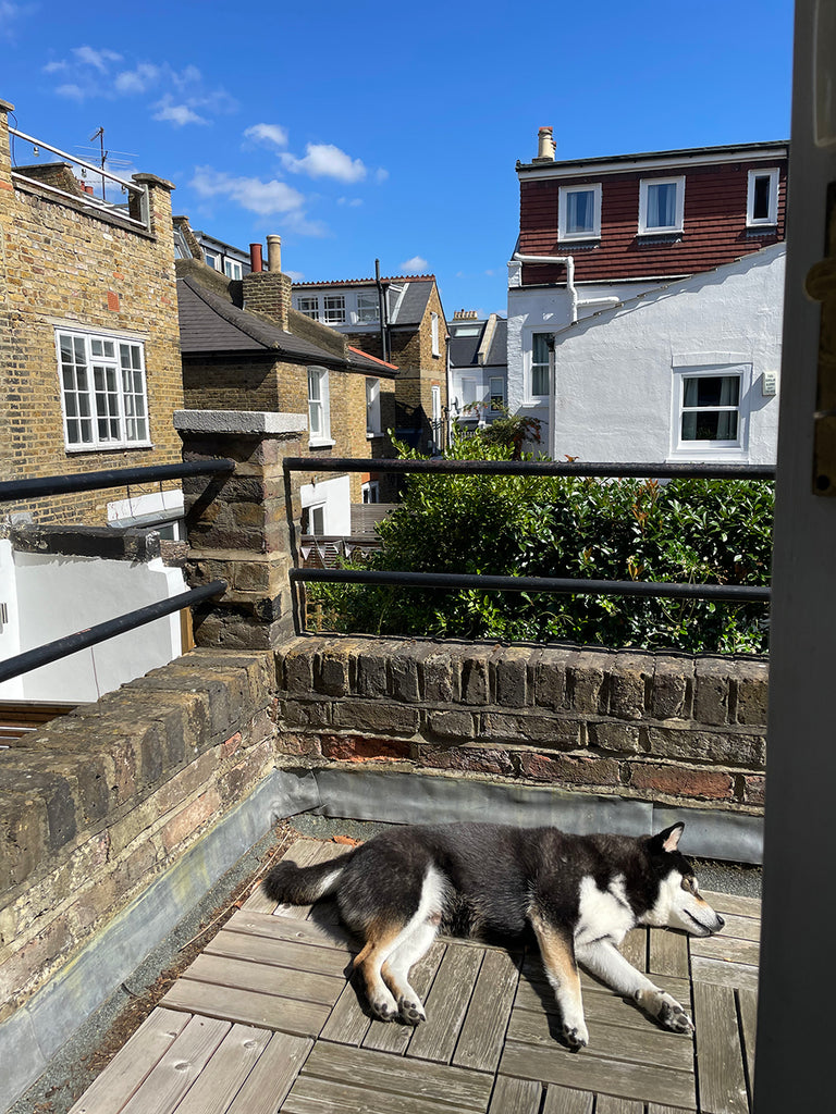 Dog lying on outdoor deck, with view of other houses and blue sky
