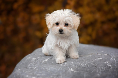 maltese-caratteristiche-carattere-salute