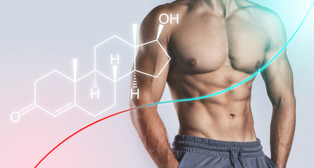 What Is Testosterone?