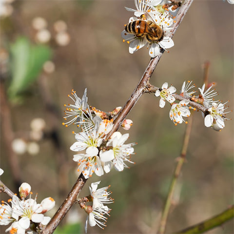 A photo of a honey bee on a branch of a white flower tree 