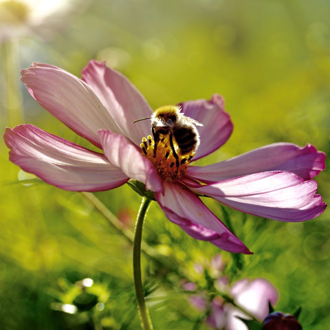 A honeybee sitting in the middle of a purple flower to get some pollen