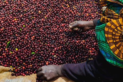 A photo of someone hand picking coffee cherries