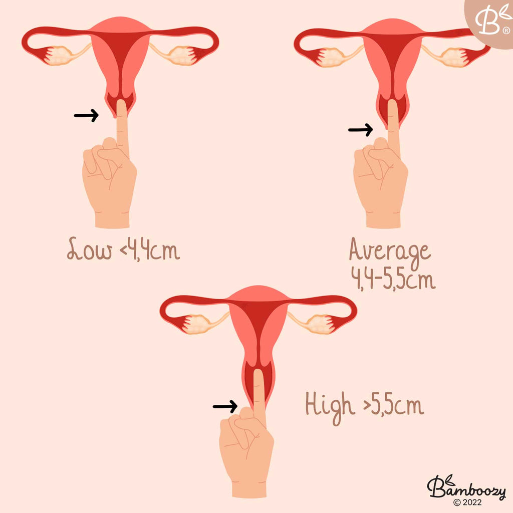 cervix positions