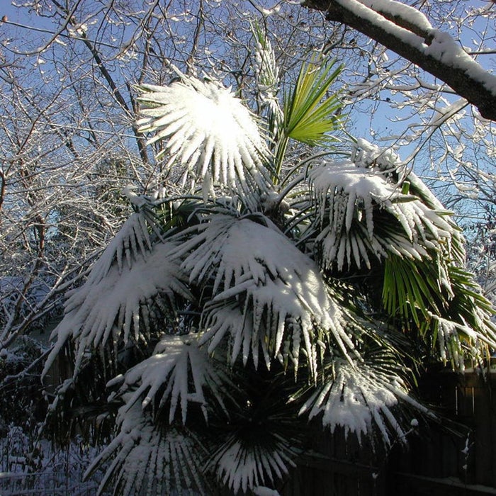 cold hard palm tree
