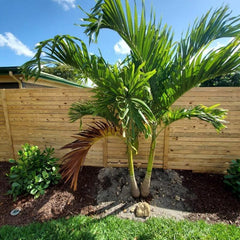 annual palm trees