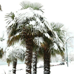 cold hardy palms
