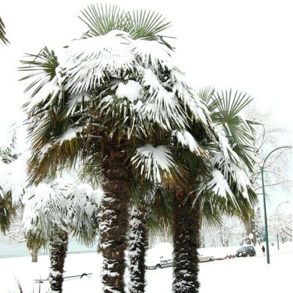 cold hardy palm trees