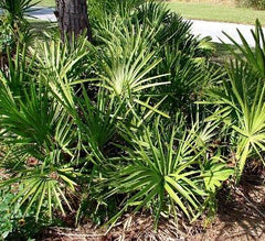 small palm plants