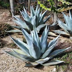 blue agave