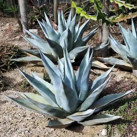 blue agave palm